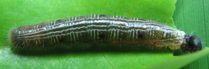 Hasora hurama hurama - Final Larvae